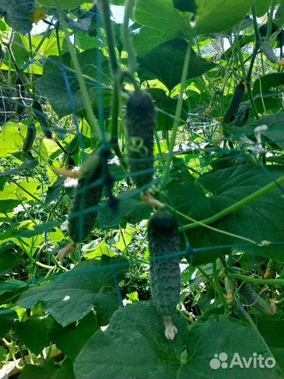 Огурцы домашние