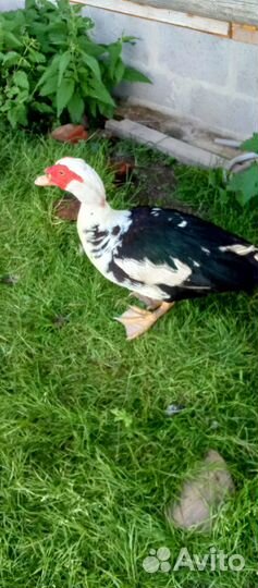 Селезень индоутки