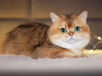 Шотландский кот вязка(золотая шиншилла)