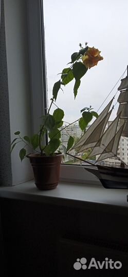 Комнатный цветок