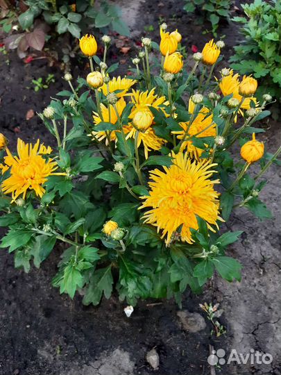 Хризантемы кустики цветут желтая белая