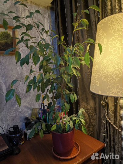 Комнатные растения цветы