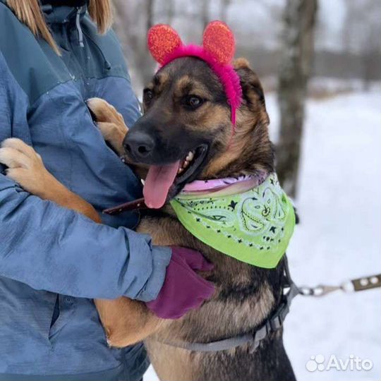 Берта, живущая в приюте