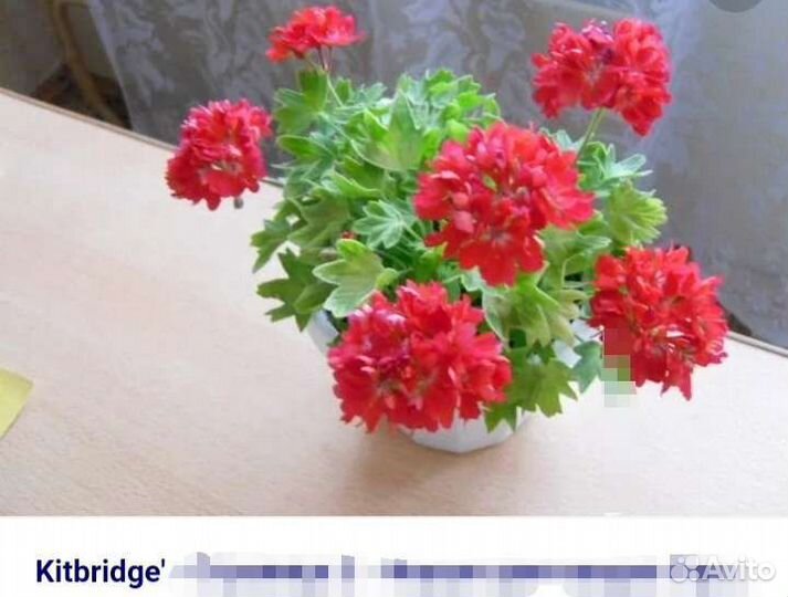 Стеллар пеларгония