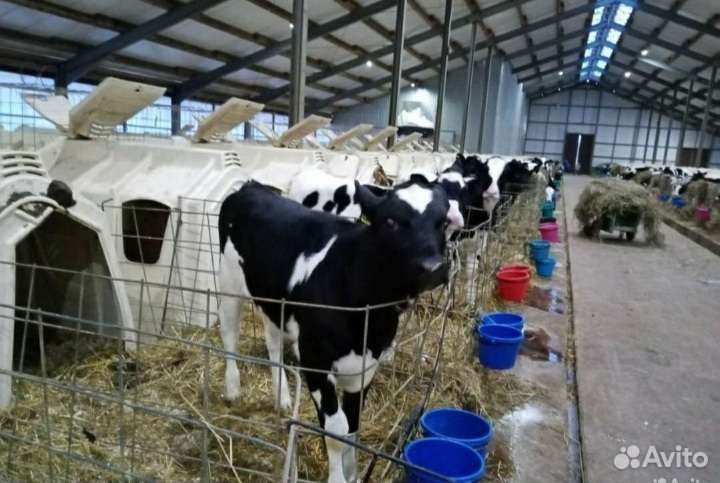 Продаём телята