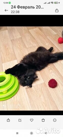 Кот котик котей