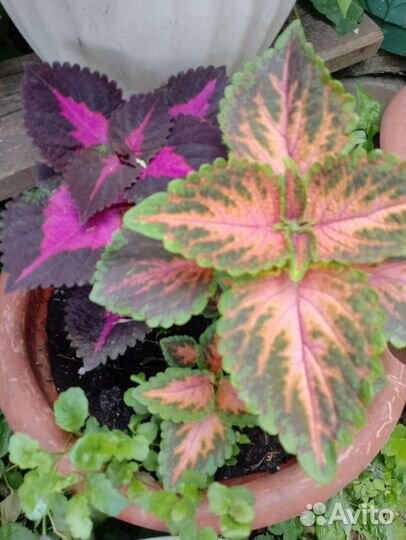 Черенки колеуса