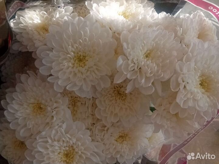 Хризантема кустовая