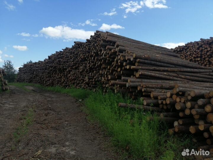 Продам пиловочник