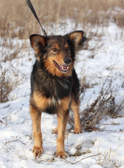 Позитивный песик Рэкс в добрые руки