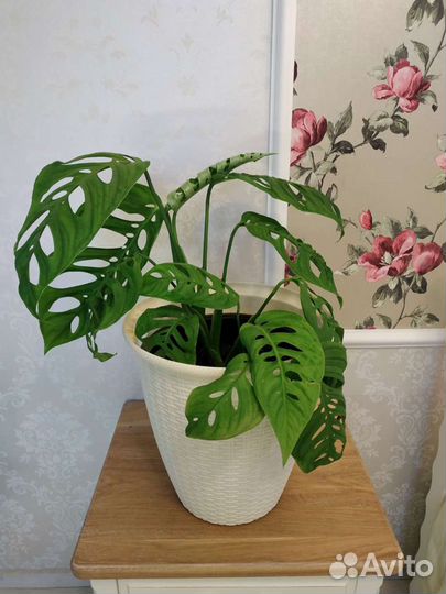 Монстера Фридрихшталя очень крупная