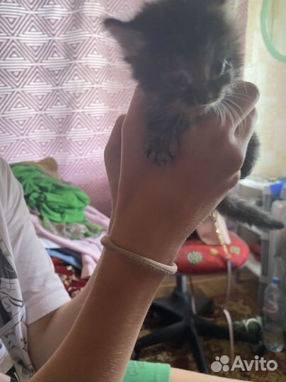 Черный котенок в добрые руки