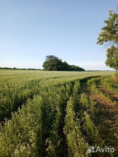 Мед кориандр