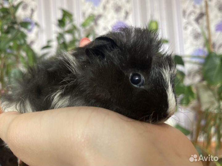 Морская свинка