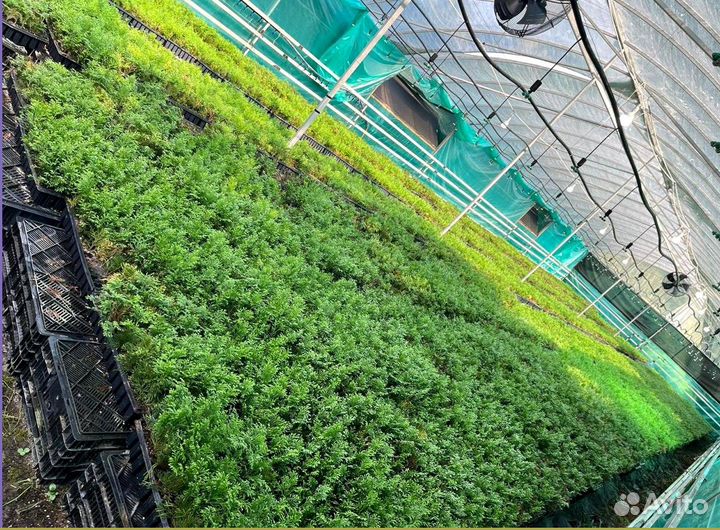 Саженцы туи смарагд из питомника