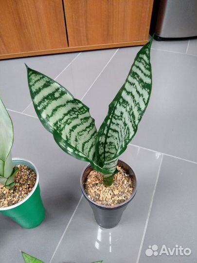 Сансевиерии микс 10