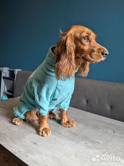 Одежда для средних собак
