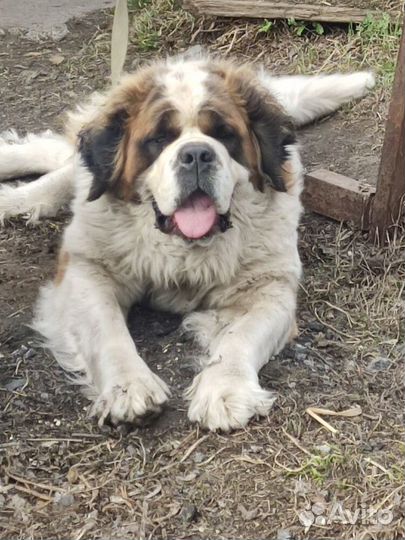 Девочка спаниель