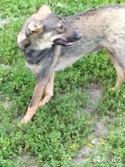 Маленькая собака в добрые руки бесплатно