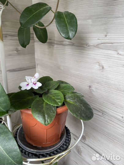 Комнатные цветы