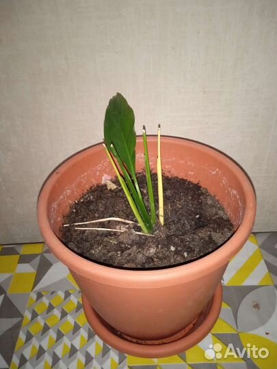 Спатифиллум