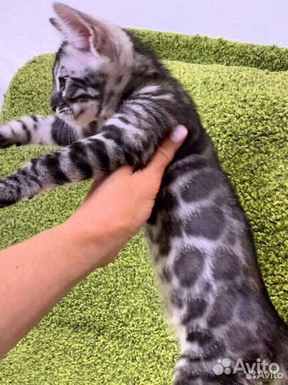 Бенгальский котенок