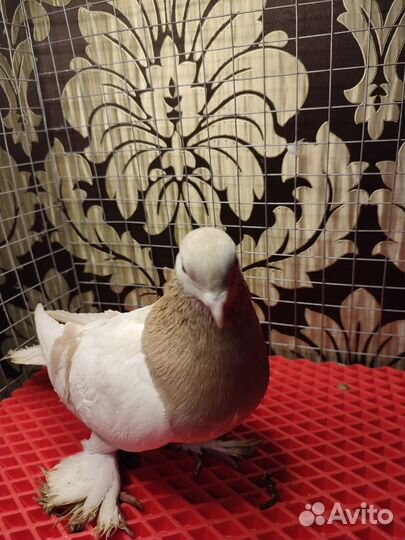 Бойные голуби