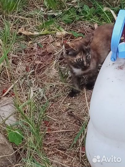 Котики
