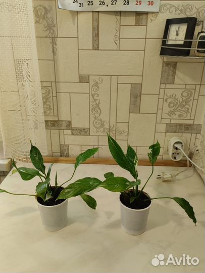 Спацифиллум