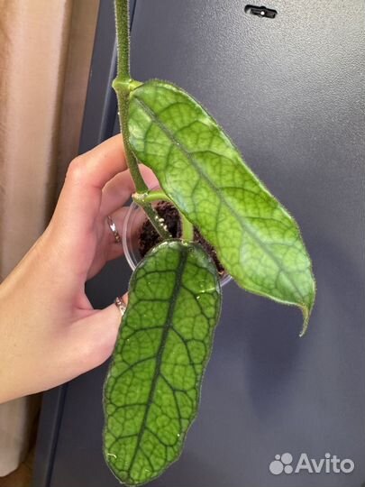 Хойя Вилоза