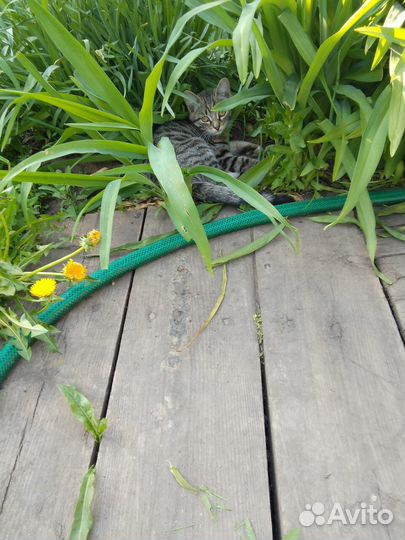 Кошки в добрые руки бесплатно