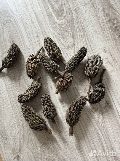 Шишки магнолии