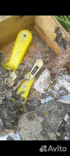 Дезинфекция, Уничтожение.Осы,Шершни,Клопы,Тараканы