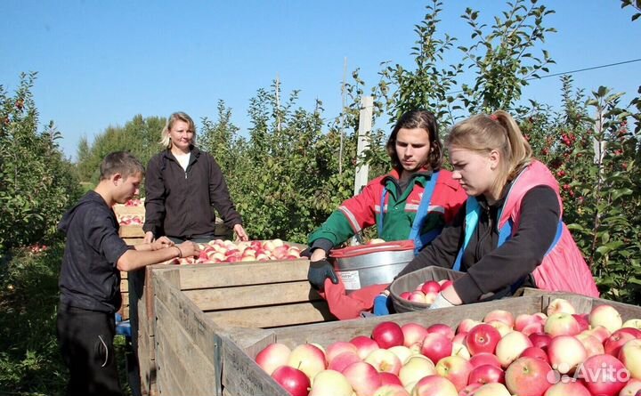 Сборщик яблок. Сезонная работа