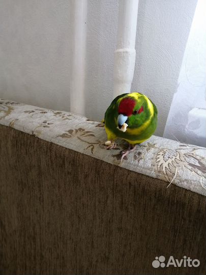 Попугай какарик