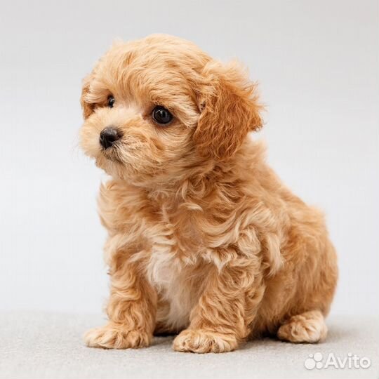 Щенки мальтипу мини