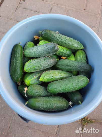 Огурцы свежие