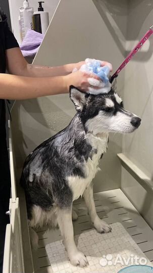 Вычесывание крупных собак