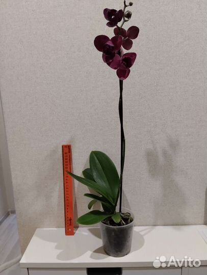 Орхидея фаленопсис пелорик