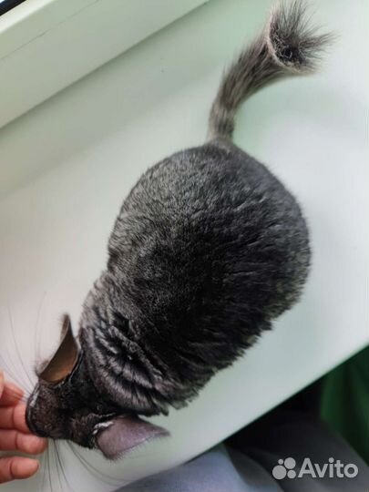 Шиншилла самочка 5,5 мес