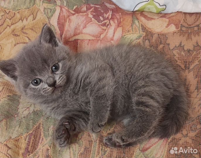 Британские котята