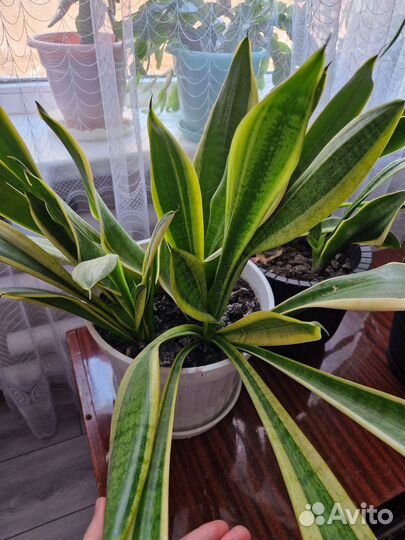Сансевиерия трехполосная