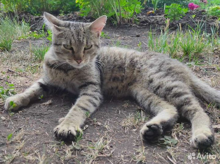 Кот в добрые руки