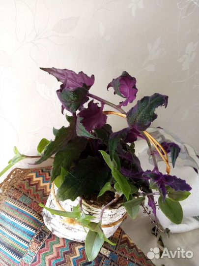 Тигровая бигония