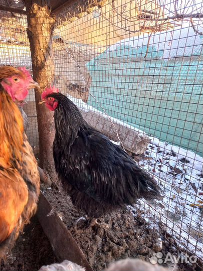 Петух Арпенгтон и Кохенхин