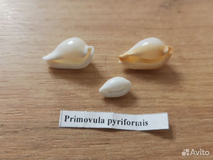 Морские раковины