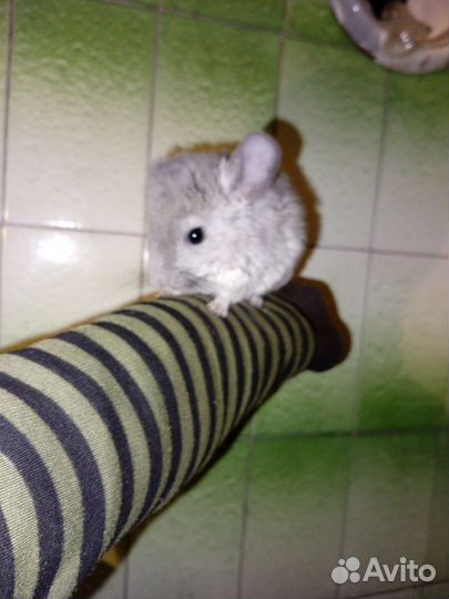 Шиншиллята