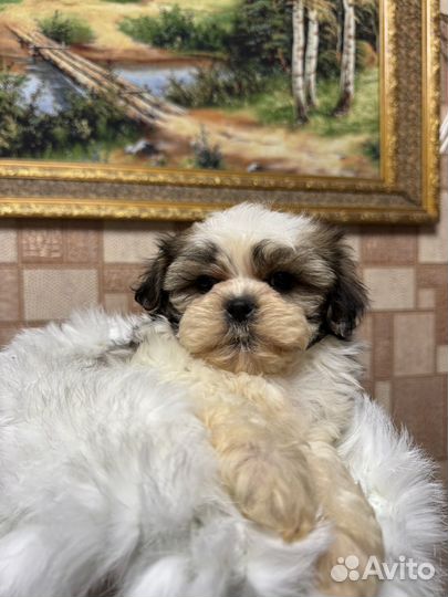 Ши-тцу щенки