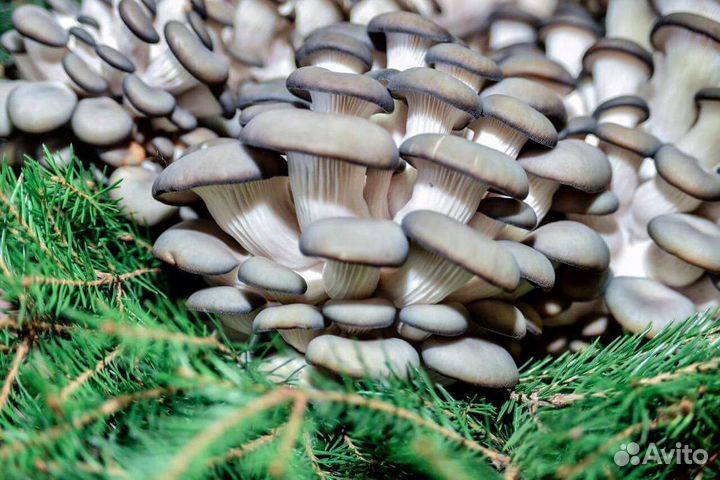 Грибы вешенка