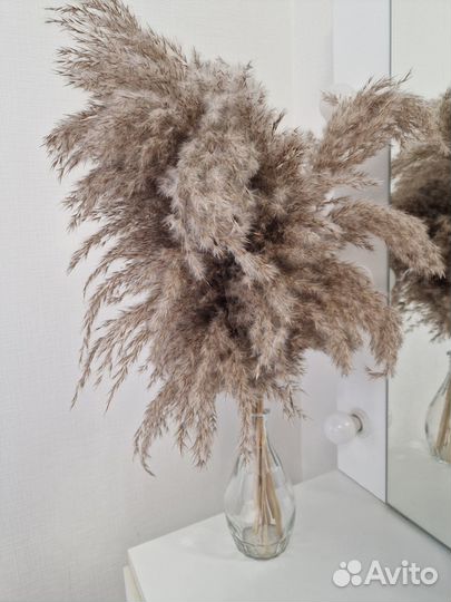 Пампасная трава